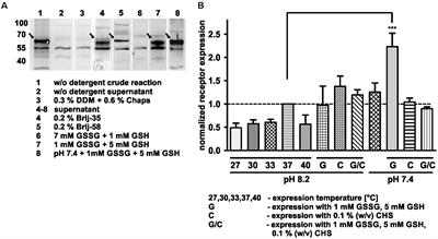 Cell-Free Expression and Photo-Crosslinking of the Human Neuropeptide Y2 Receptor